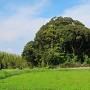 今徳城 遺構の残る木立