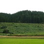 西光寺城 北より城山を望む