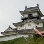 掛川城と鯉のぼり