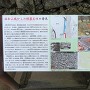 佐和山城からの移築石垣の発見