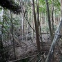 熊野神社からの登城道