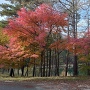 城址西側の桜池