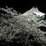 夜の浜松城と桜