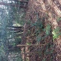 詰めの段土塁