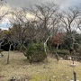 三熊梅園