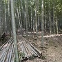 曲輪跡