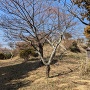 城址風景