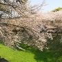 空堀に被さるように咲く桜