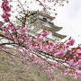 天守近景、掛川桜