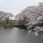 水堀と桜