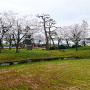 本丸の桜