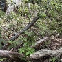 わずかに残る石垣
