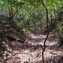 根福寺城 畝状竪堀群の内の一本を見下ろす