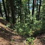 北端二重堀切から落ちる竪堀