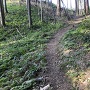 岩内山展望台登山道