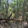 主郭以東の城道