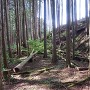 漆原城 南帯曲輪から主郭切岸