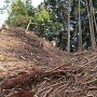 漆原城 主郭と馬出の間の堀切を竪堀底から