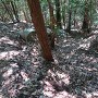 高松城 谷の坊東の畝状竪堀の一本
