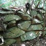 高松城 畝状竪堀北の小曲輪の石積