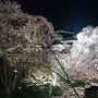 本丸東虎口と夜桜