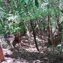 赤谷山城 竪堀？