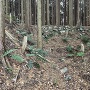横堀と石積み