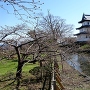 桜開花宣言した日の松前城