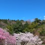 郡上八幡城 麓の本丸より