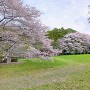 Ⅲ郭の桜