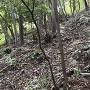 畝状竪堀群②