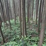 三の丸