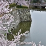桜・石垣そして堀