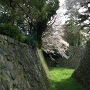 堀へと伸びる桜