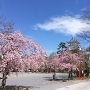 桜と天守
