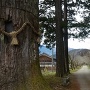 馬場跡の桜並木