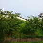 早朝の掛川城