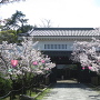 桜と大手門