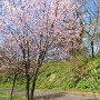 登城口咲く山桜（37.453041,138.698764）
