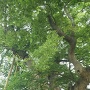 高瀬の大木（国指定天然記念物）