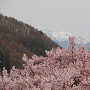 高遠桜と甲斐駒ヶ岳
