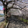 三沢川の桜のトンネル