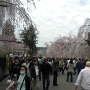 武家屋敷の桜