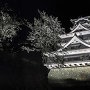 桜咲く夜の熊本城[提供：キロクマ！]