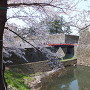 桜と石垣