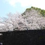 石垣と桜[提供：キロクマ！]