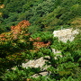 鳥取城・宝隆院庭園から見た二の丸石垣
