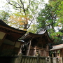 蛭子神社の社殿と巨木