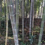 竹林の中の堀と土塁