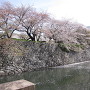 堀の石垣と桜
